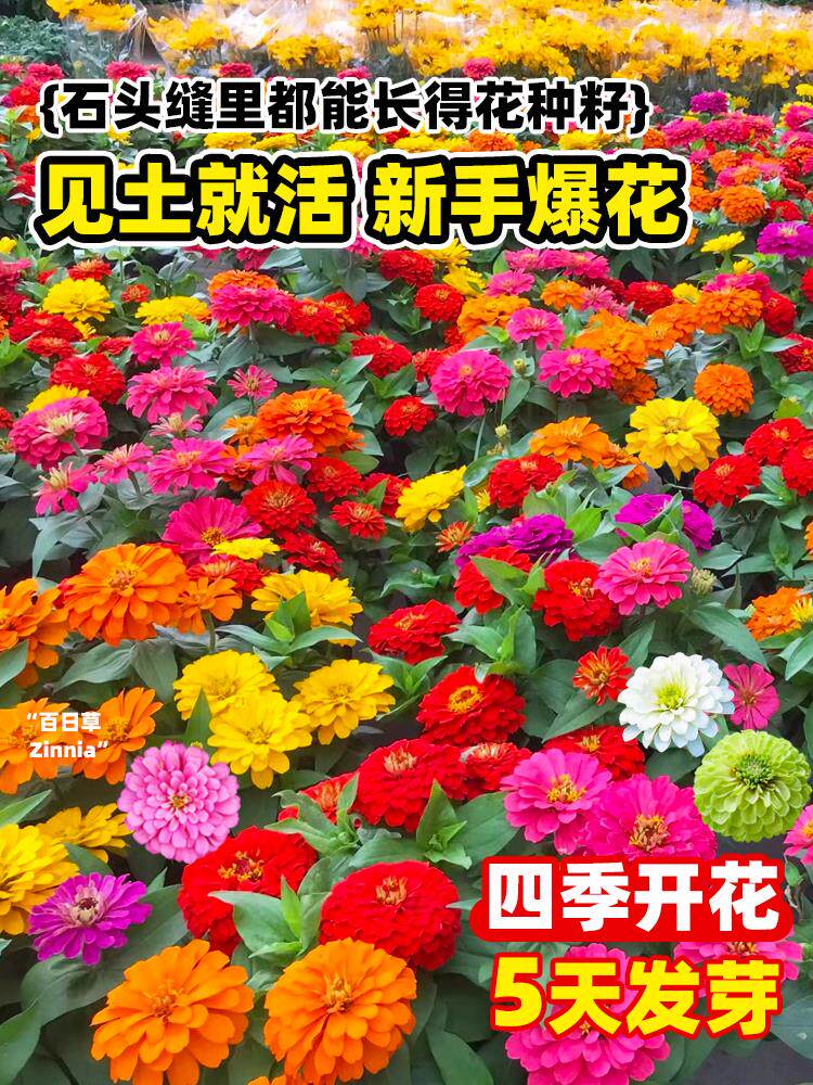 百日草花种子四季百日菊室外阳台花籽开花不断种孑种植播种耐寒