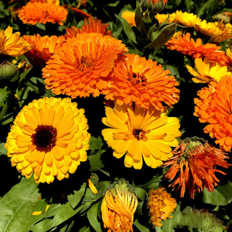 金盏菊种子 四季花种子 长生菊花籽四季 室内盆栽花草庭院花卉