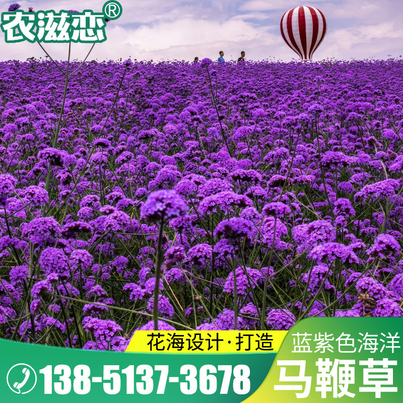 柳叶马鞭草种子春季花卉花籽庭院阳台盆栽花海紫色野花四季易种