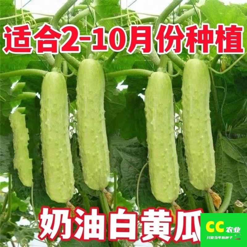 奶油水果黄瓜种子高产早熟白玉黄瓜多汁黄皮阳台盆栽蔬菜种子
