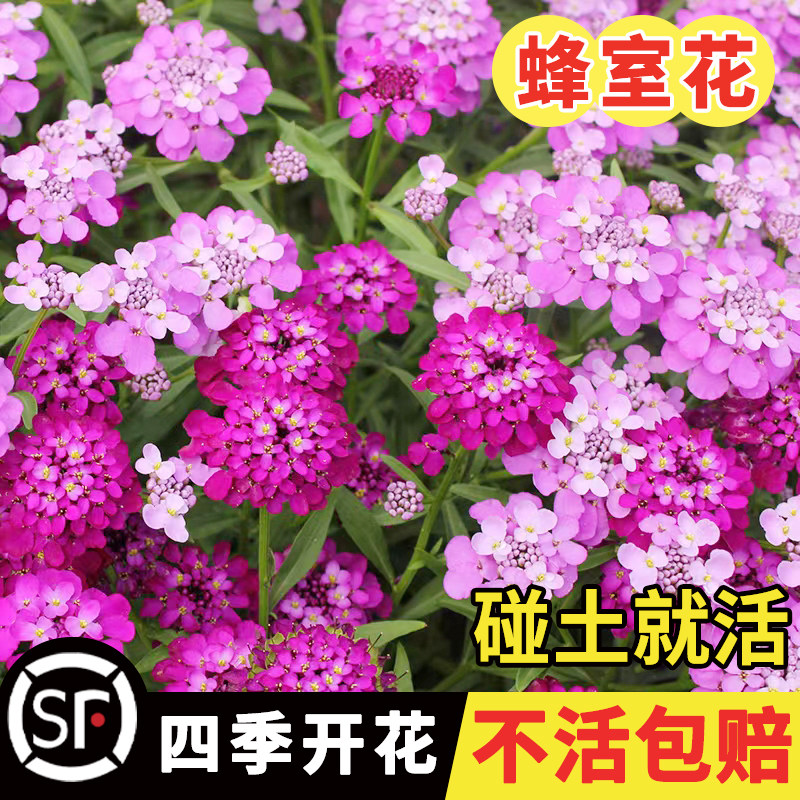 蜂室花种子屈曲花景观园林园艺鲜花种子四季播种庭院绿化观花种子