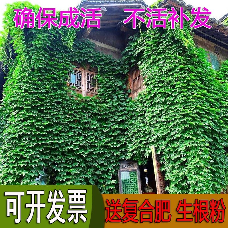 爬山虎种子爬藤植物攀爬常绿庭院五叶地锦碗莲太阳花波斯菊向日葵