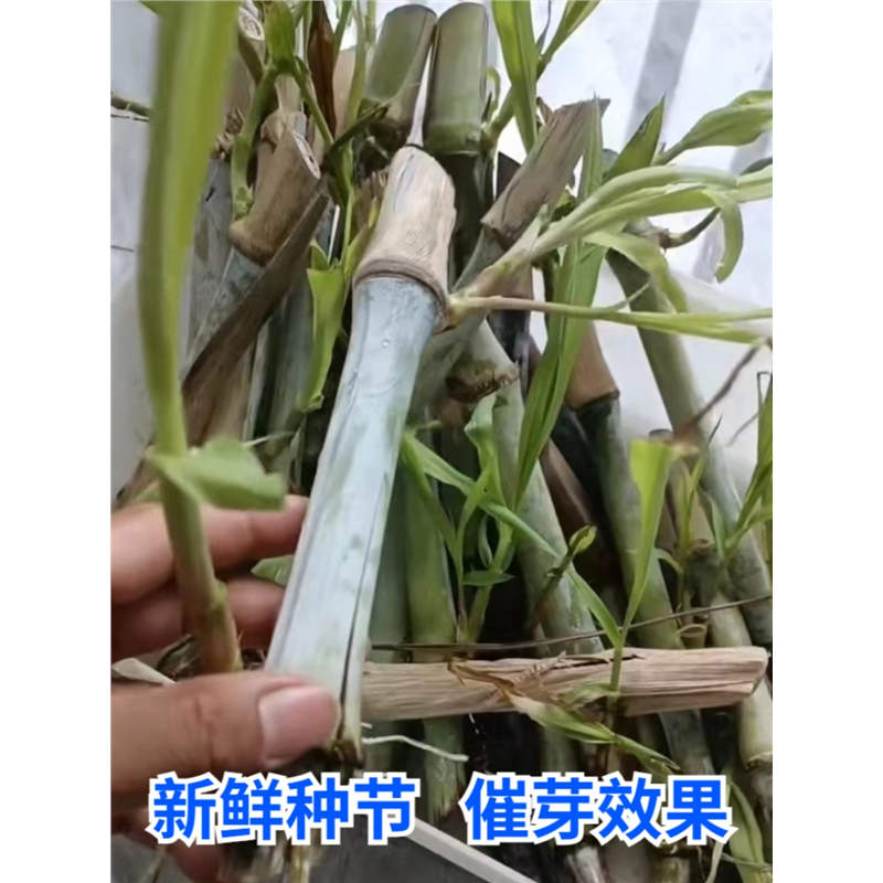 台湾甜象草3号种节无毛耐