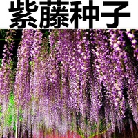 紫藤种子 紫藤花种籽子 爬藤花卉 阳台花籽 室外庭院四季易种