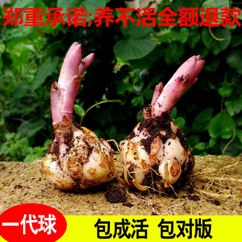 香水百合花种球盆栽价格 香水百合花种球盆栽图片 星期三