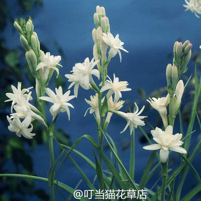 驱蚊花草重瓣晚香玉夜来香种球浓香植物盆栽庭院露台室外阳台花卉