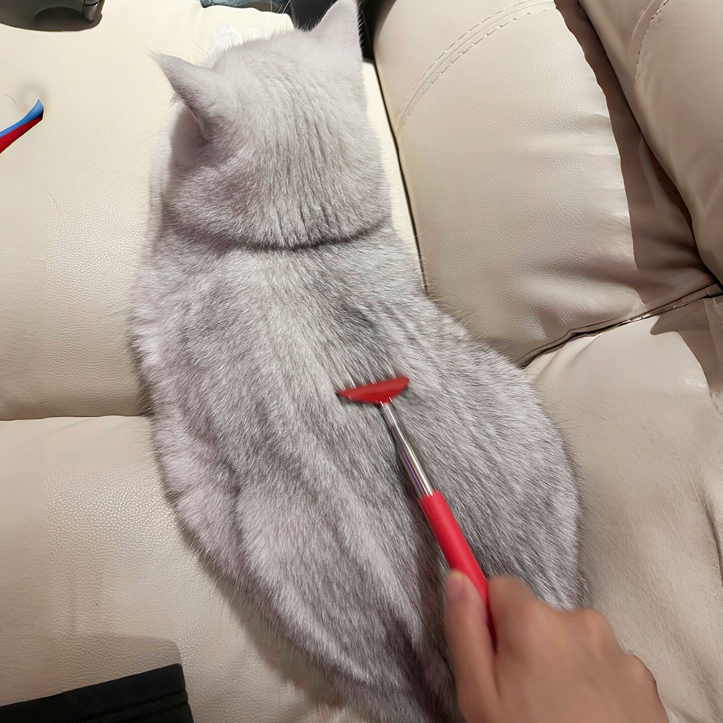 【犁咪咪】逗猫棒玩具猫咪梳毛刷按摩互动解闷痒痒挠抓痒撸猫神器
