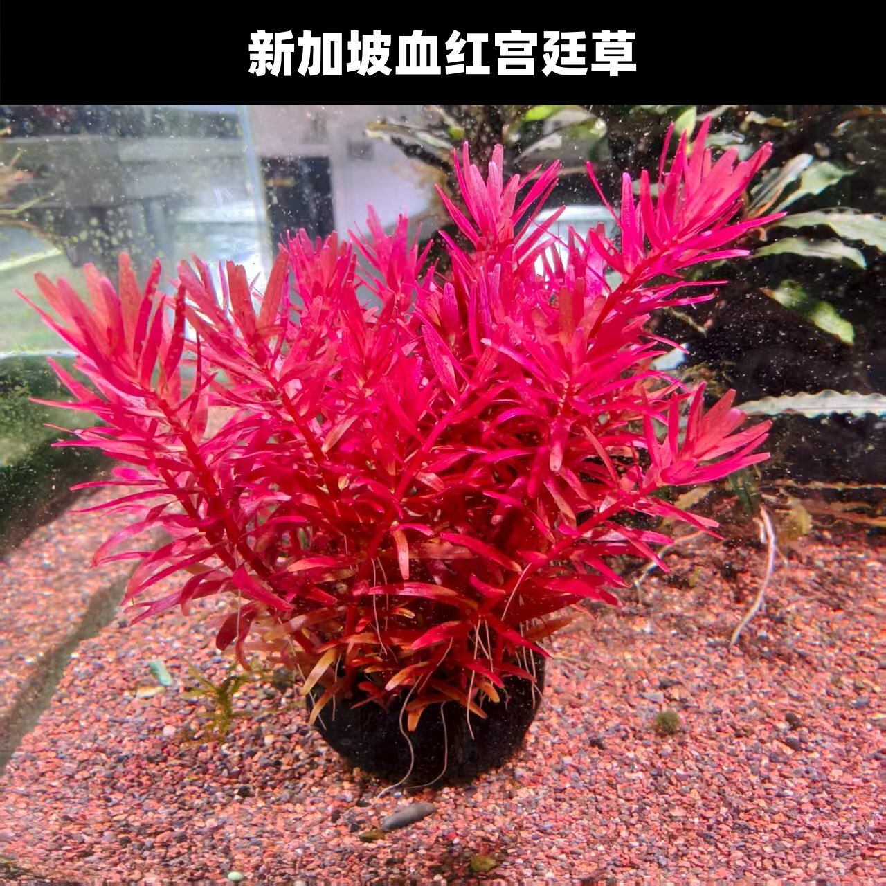 新加坡血红宫廷草鱼缸造景水草植物水下叶新手好养水草