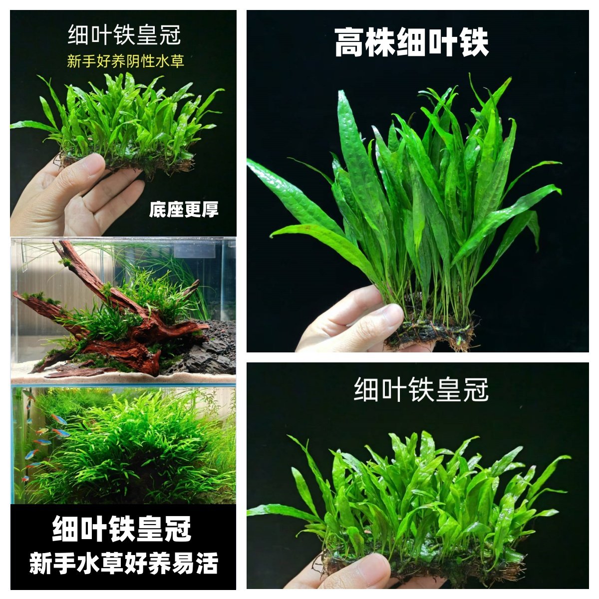 细叶铁大叶铁皇冠新手阴性水草好养活鱼缸草缸生态造景