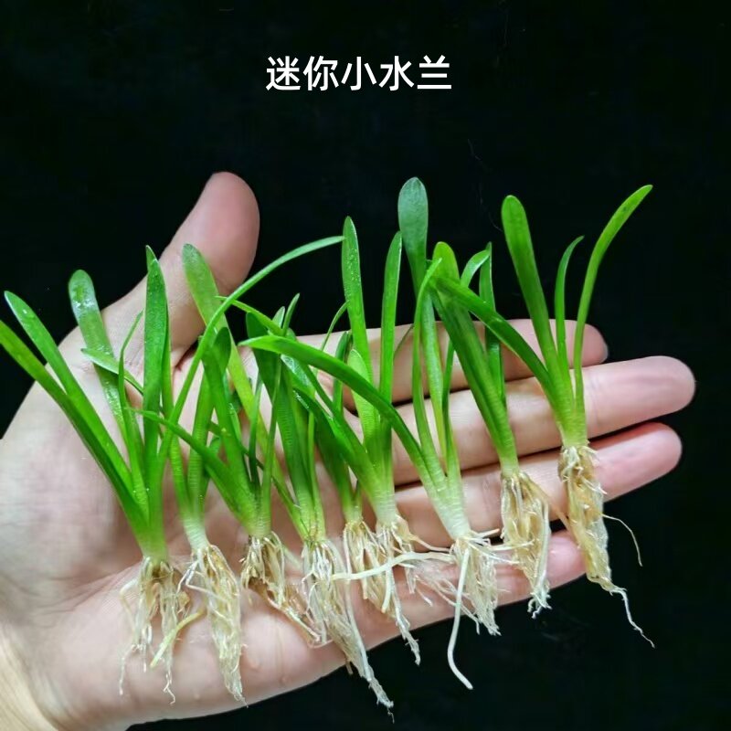 迷你椒草小水兰水草龙舌兰阴性水草根系发达易种植水族造景装饰