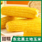 新货尝鲜东北糯玉米甜糯粘玉米真空包装 加热香甜黄苞米粗粮早餐