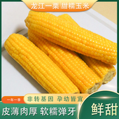 2025新玉米新鲜糯玉米真空装 代餐8根整箱粘甜黏玉米棒东北