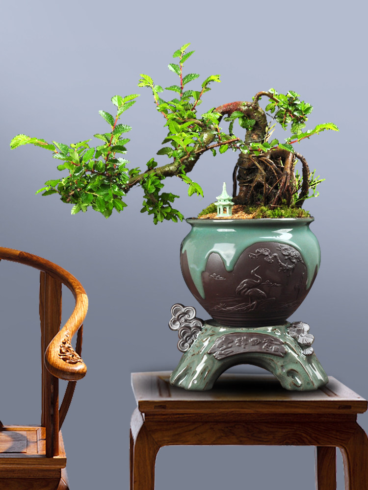 小叶榆树盆景植物好养花卉盆栽四季常青室内花客厅造型老桩苗绿.