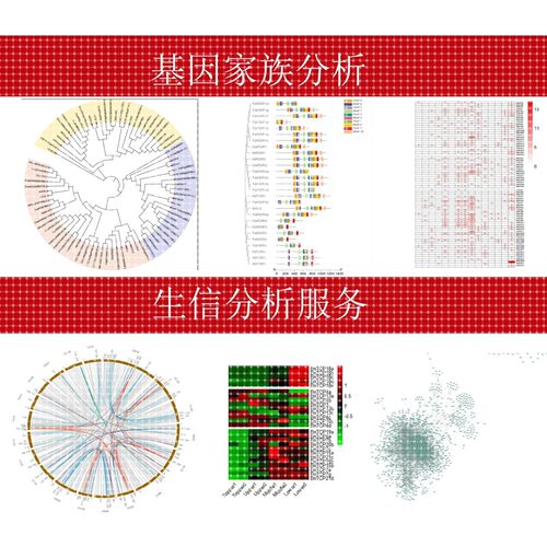 生物分析/基因家族分析/进化树/circos/启动子/共线性/互作网络
