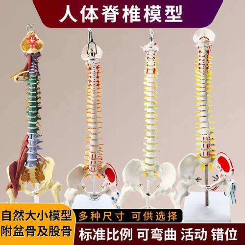 政河脊椎模型厂家直销医学可弯曲