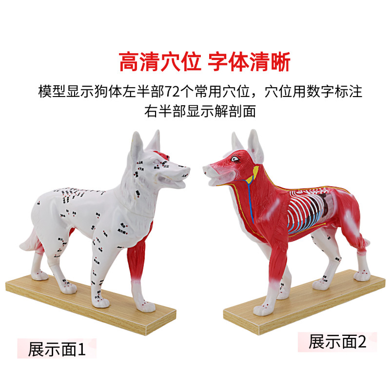 狗穴位针灸模型猫针灸穴位模型