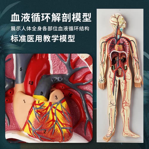 血液循环模型厂家直销医学级教具