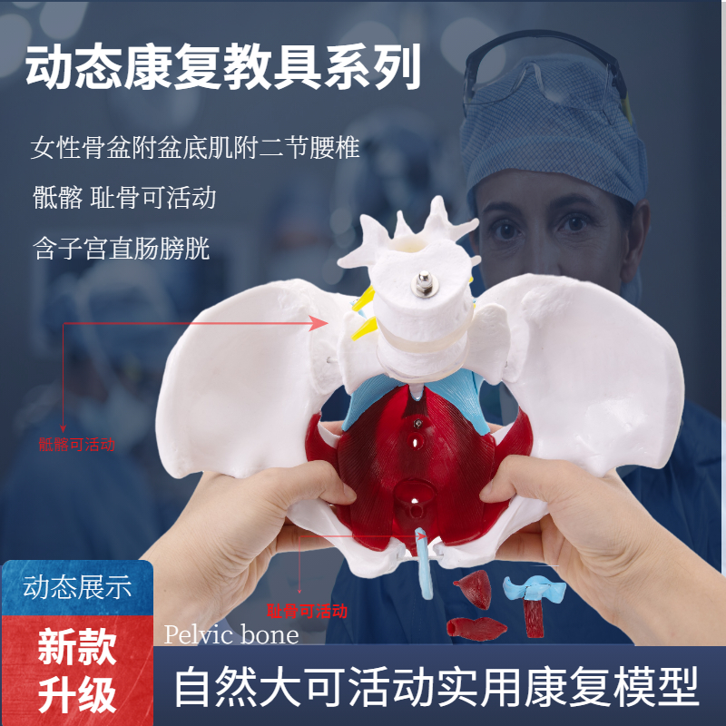 女性盆骨动态女性腰椎骨盆骨骼男性骨盆关节可活动教具孕产后康复