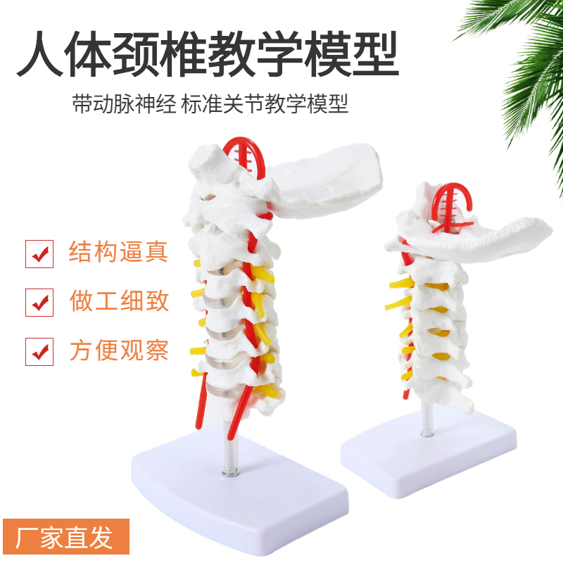 人体颈椎枕骨关节模型