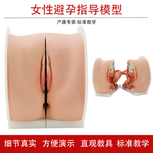 妇科教学模型避孕检查