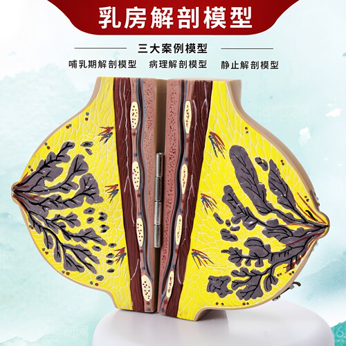 仿真女性乳房解剖教学模型