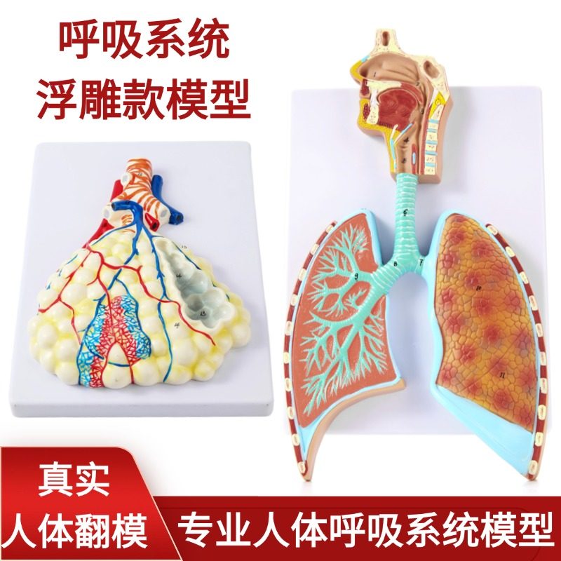 呼吸系统模型肺泡模型