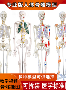 人体脊椎骨架结构拆卸医用骨头全身骨骼小白肌肉解剖模型教具摆件