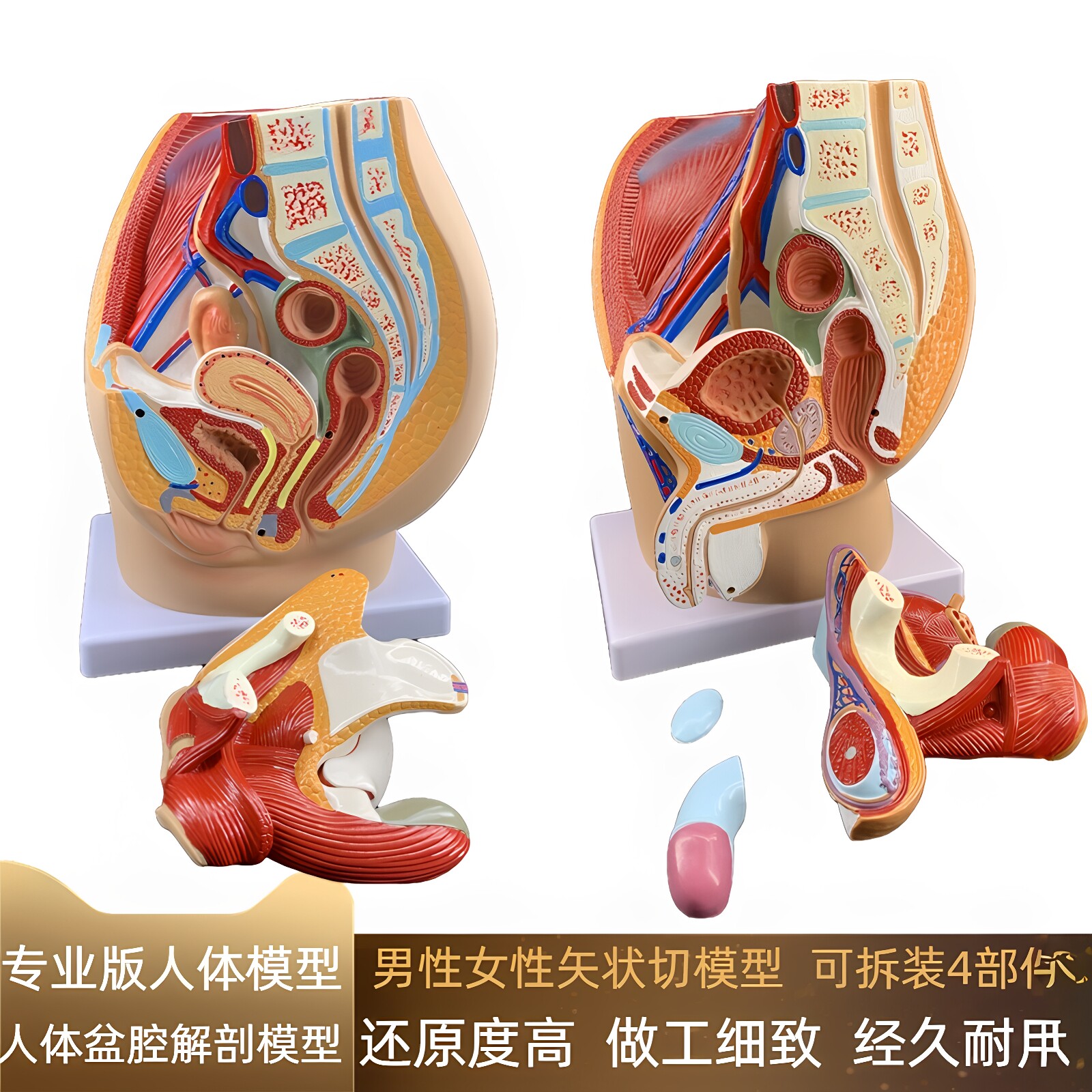 男女性盆腔生殖器官矢状解剖模型