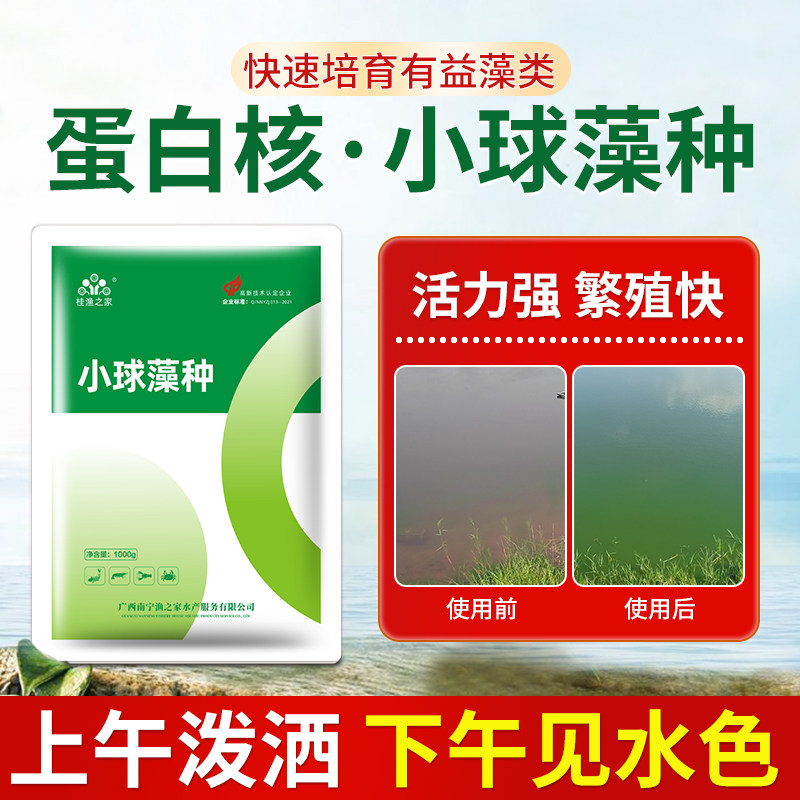 蛋白核小球藻种水产养殖鱼虾蟹鱼塘肥水补藻增氧绿藻活性藻种