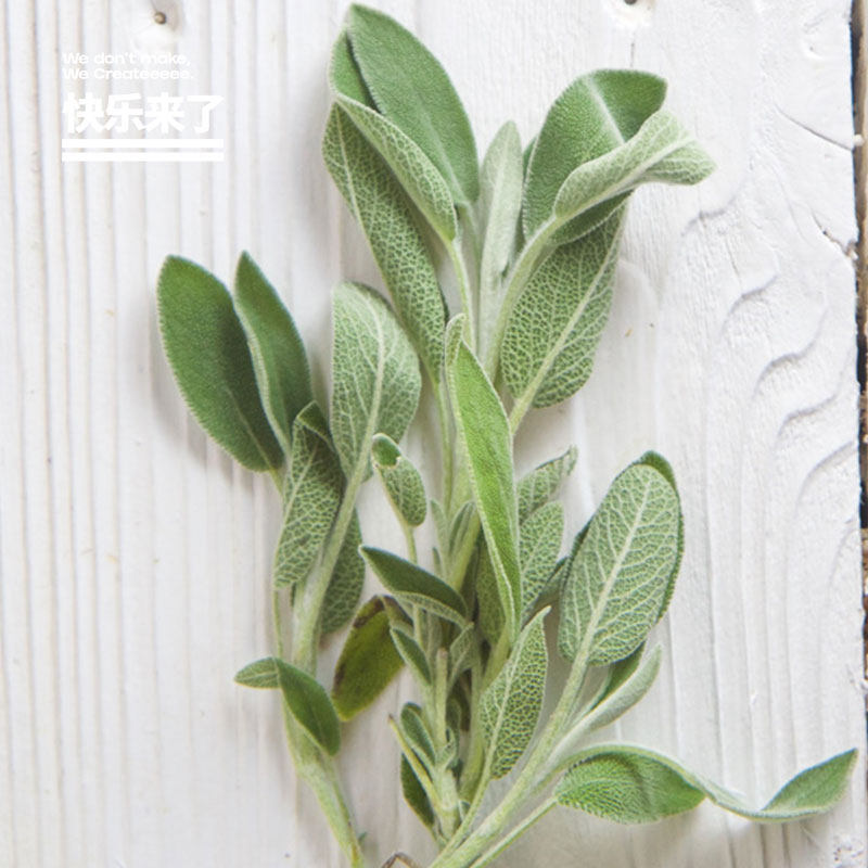 芳香鼠尾草巴格旦鼠尾草香草纯露新鲜鼠尾草盆栽可食用香料驱蚊
