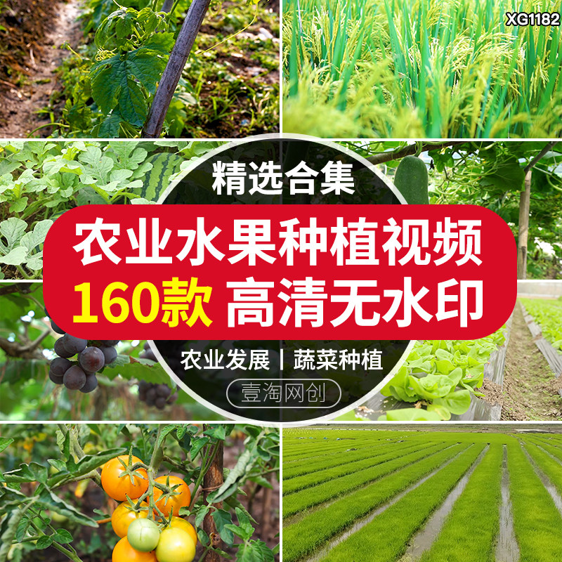 农业发展水稻小麦玉米蔬菜水果种植大棚生态绿色有机蔬菜剪辑素材