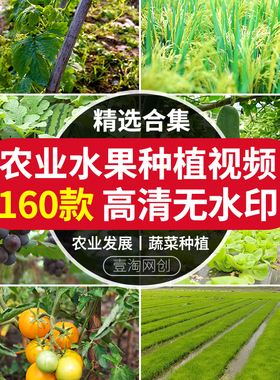 农业发展水稻小麦玉米蔬菜水果种植大棚生态绿色有机蔬菜剪辑素材