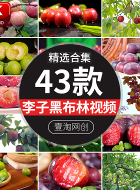 李子水果青李子青脆红肉黑布林果园果树成熟李子采摘实拍视频素材