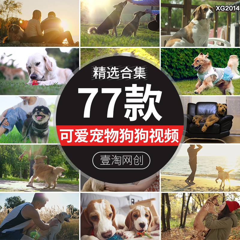 可爱萌宠狗狗玩耍陪伴遛狗奔跑小狗宠物动物实拍剪辑高清视频素材