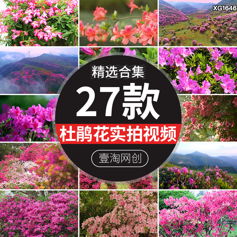 杜鹃花盛开漫山唯美春天花海春暖花开绽放盛开映山红实拍视频素材