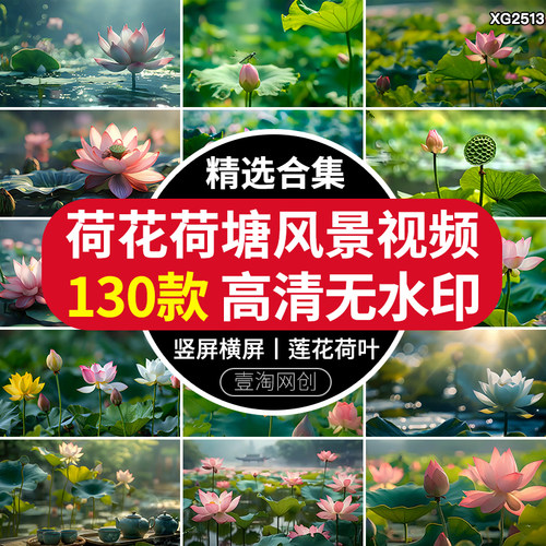 夏天荷花盛开荷叶莲花苞特写莲藕池塘荷塘植物自然风景ai视频素材