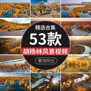 塔里木胡杨林风光秋天秋季金黄自然风景旅游大漠高清实拍视频素材