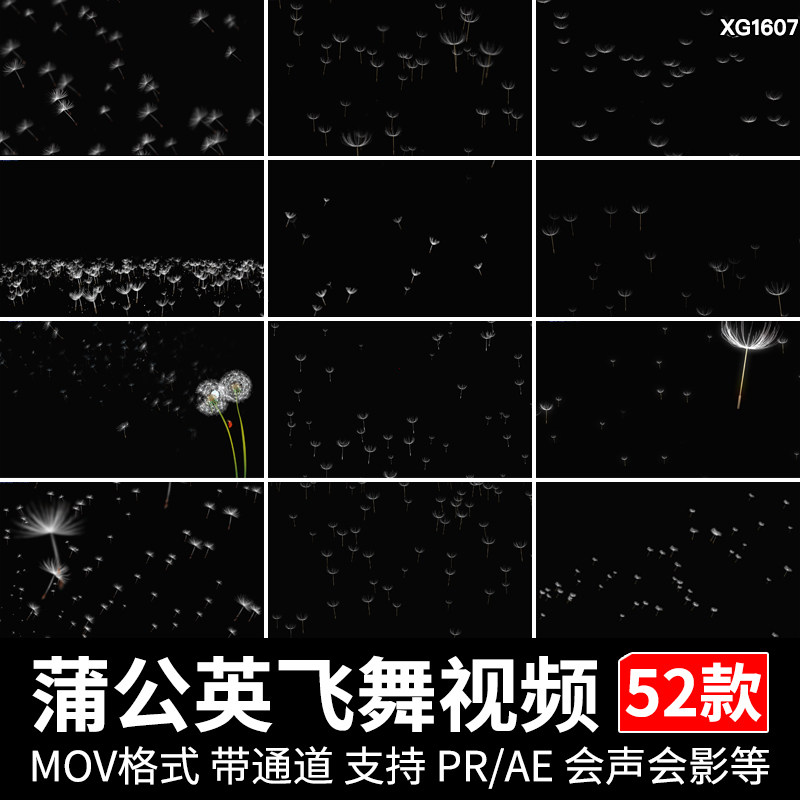 蒲公英特效飘落飞舞唯美ae后期合成制作pr带透明通道动态视频素材
