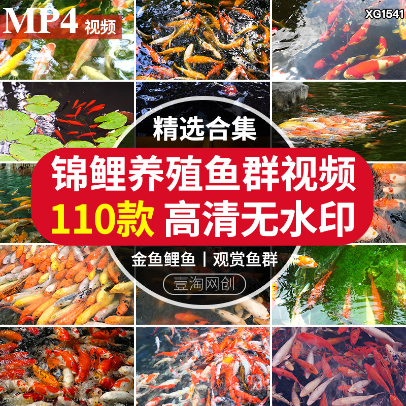 红鲤鱼锦鲤鱼观赏鱼群公园池塘养殖水池金鱼喂鱼剪辑实拍视频素材