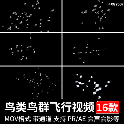 鸟类鸟群小鸟儿飞行飞翔动画动态pr/ae合成MOV透明通道视频素材