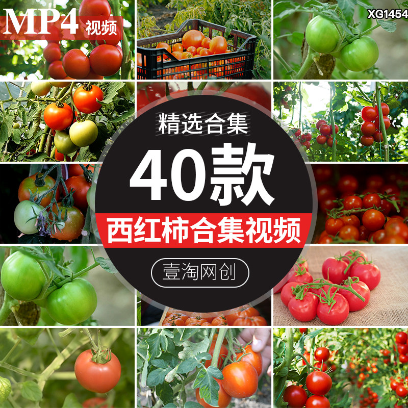 新鲜西红柿特写成熟青番茄蔬菜大棚种植农业采摘果实丰收视频素材