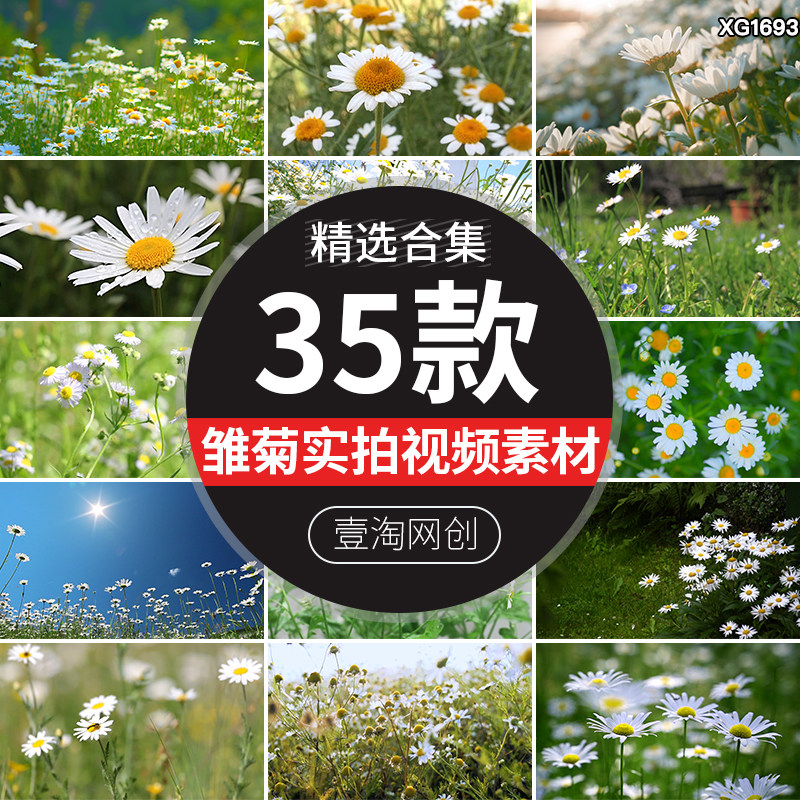 夏天绿色清新植物小雏菊花盛开花丛花朵绽放特写实拍空境视频素材