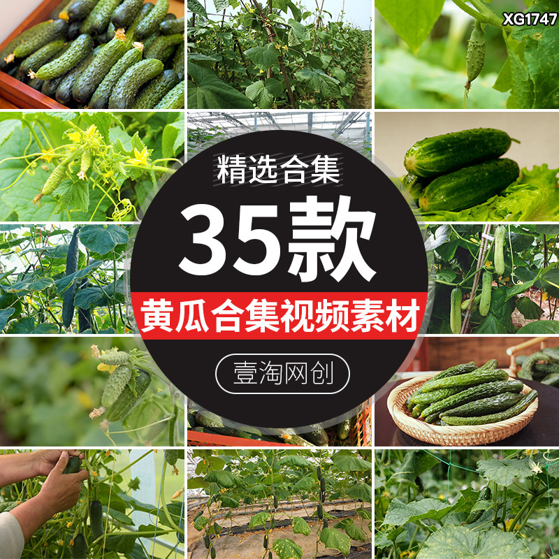 有机水果黄瓜大棚种植采摘收获现代农业绿色蔬菜黄瓜实拍视频素材