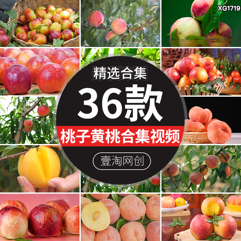 新鲜水蜜桃果园桃树枝摘桃子采摘水果黄桃毛桃油桃园实拍视频素材
