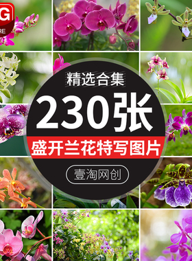 盛开紫色白色兰花蝴蝶兰花朵兰草花卉花瓣植物特写摄影图片照素材