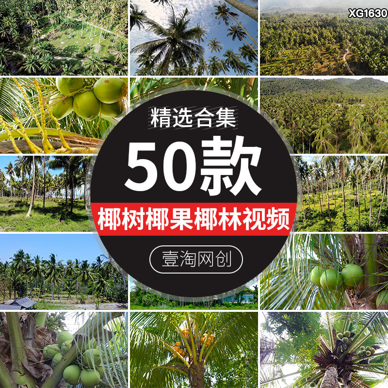 椰子树椰果椰林热带海岛椰子岛屿种植园果实农场实拍高清视频素材