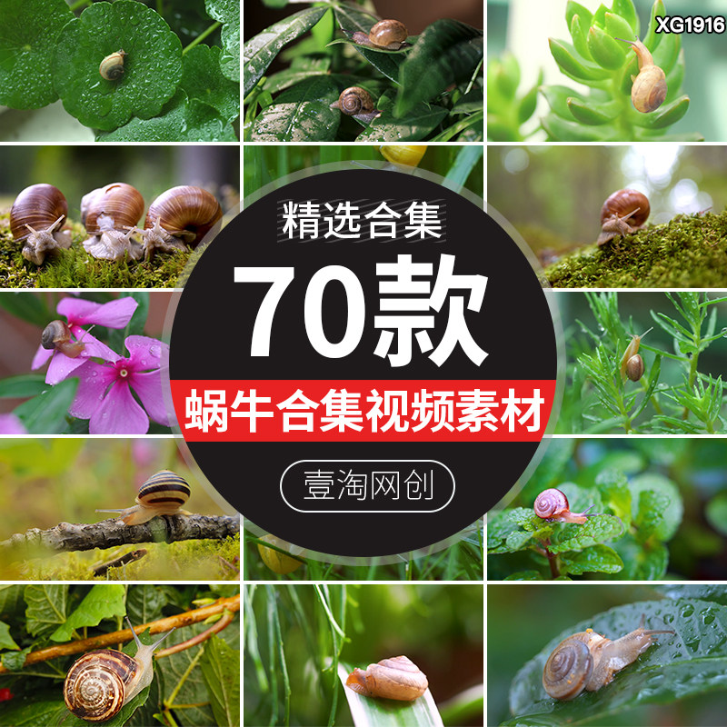 雨后植物上蜗牛爬行特写镜头微距清新大自然高清实拍剪辑视频素材