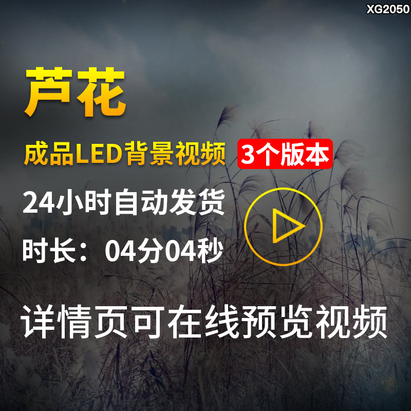 芦花歌曲背景配乐版芦苇花唯美芦苇荡风景大屏幕LED背景视频素材图片
