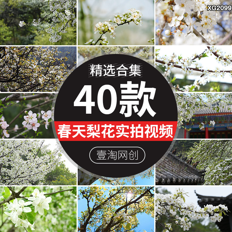 春天梨花开放盛开花瓣开花特写实拍梨树春暖花开自然植物视频素材