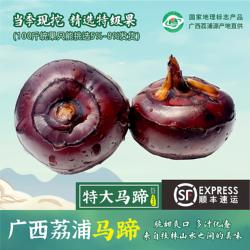 正宗广西荔浦马蹄荸荠新鲜大果特大马蹄果当季水果脆甜多汁发顺丰